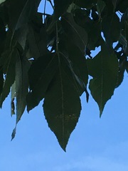 Fraxinus pennsylvanica