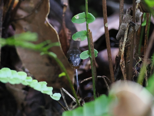 Sulawesi Black Racer