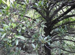 Garcinia oblongifolia