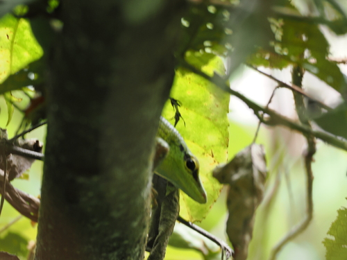 Lamprolepis smaragdina