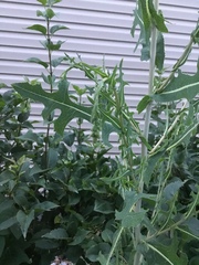 Lactuca serriola