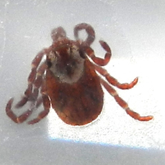 Dermacentor occidentalis