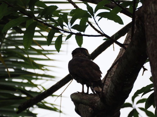 Sulawesi Serpent Eagle (Spilornis rufipectus)