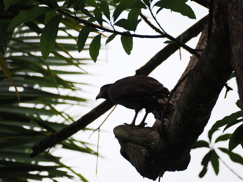 Sulawesi Serpent Eagle (Spilornis rufipectus), photo 2