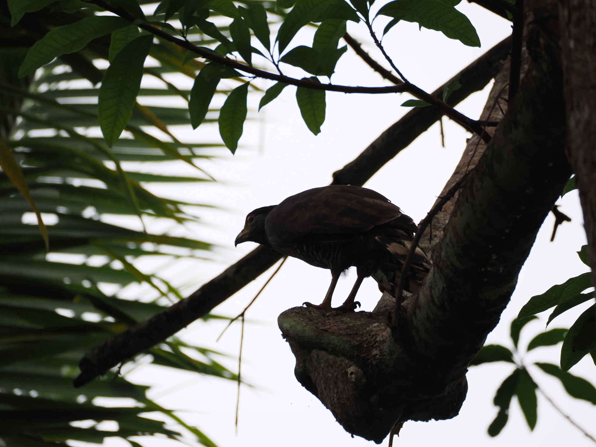 Sulawesi Serpent Eagle (Spilornis rufipectus), photo 2
