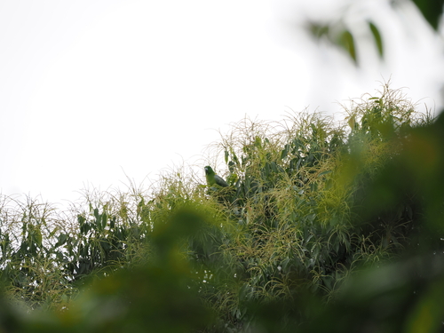 Golden-mantled Racket-tail (Prioniturus platurus), photo 7