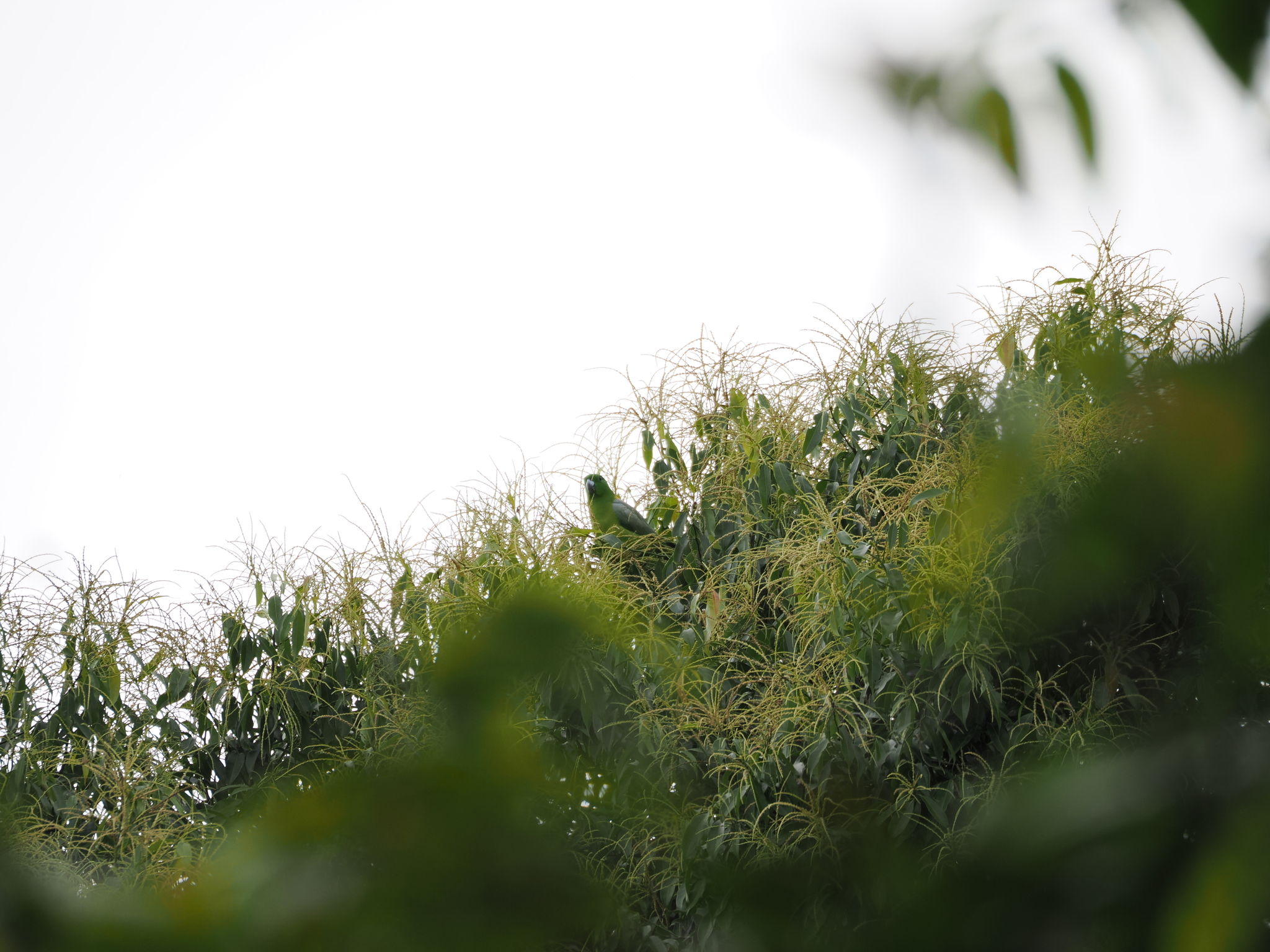 Golden-mantled Racket-tail (Prioniturus platurus), photo 4