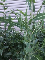Lactuca serriola
