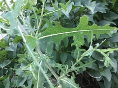 Lactuca serriola