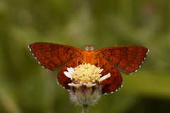 Riodinidae