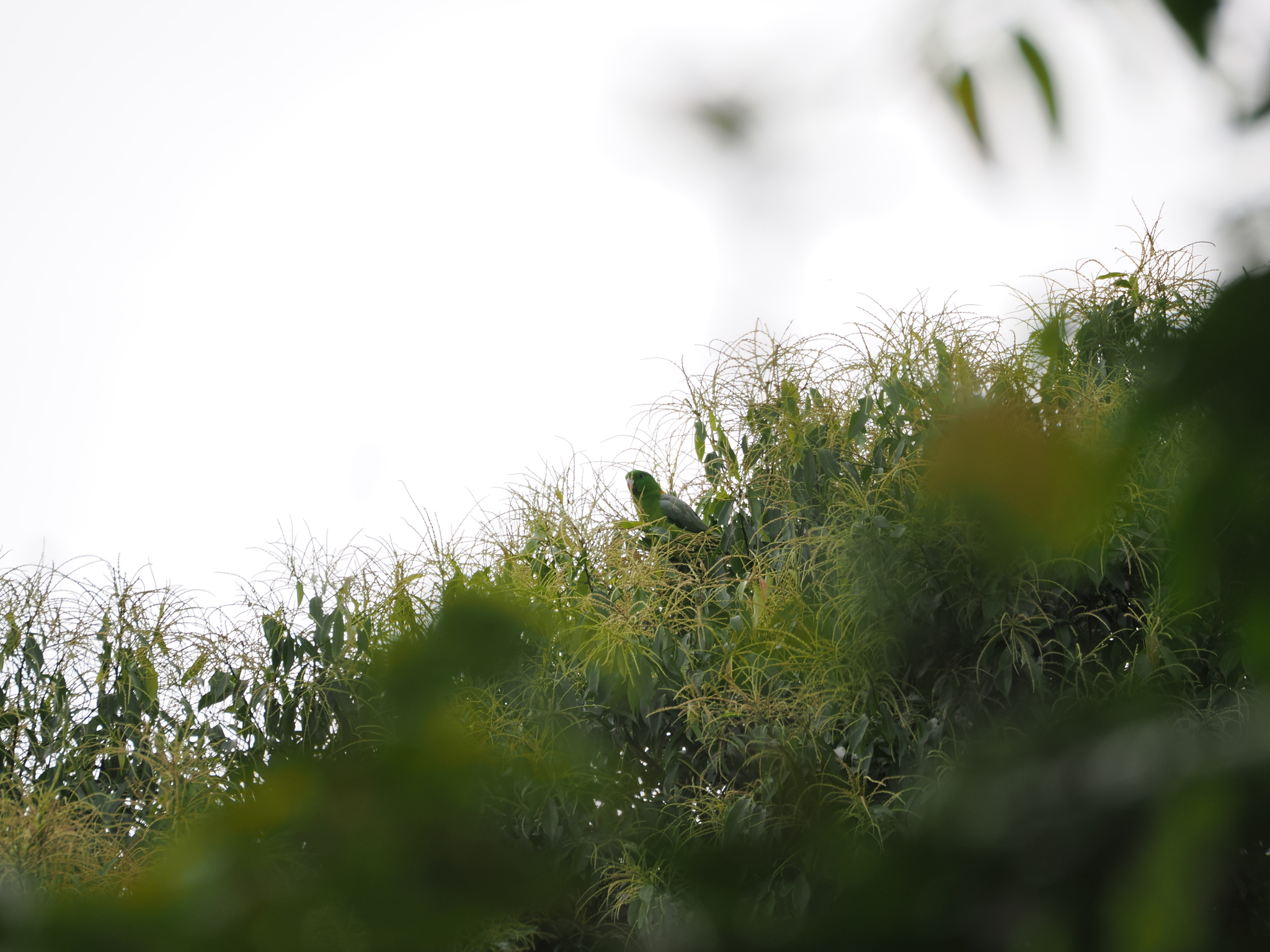 Golden-mantled Racket-tail (Prioniturus platurus), photo 1