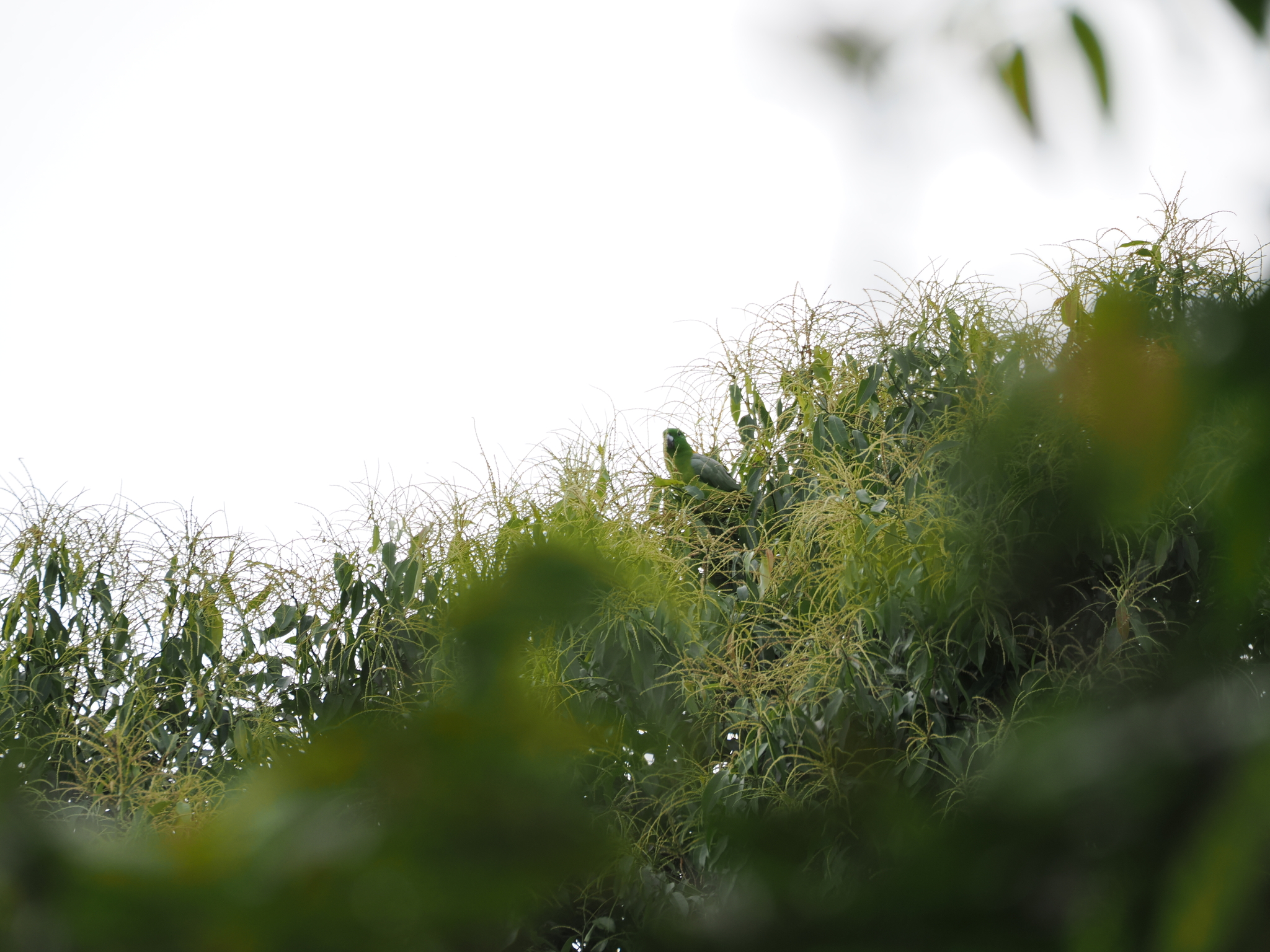 Golden-mantled Racket-tail (Prioniturus platurus), photo 2