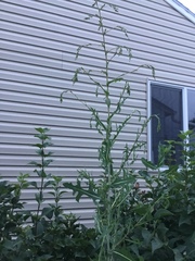 Lactuca serriola