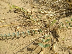 Astragalus altaicola
