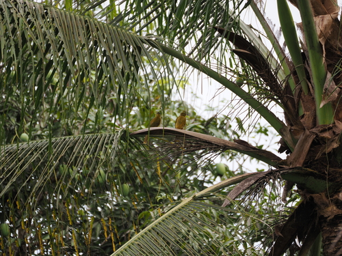 Banggai Golden Bulbul (Hypsipetes harterti), photo 4