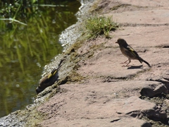 Carduelis carduelis