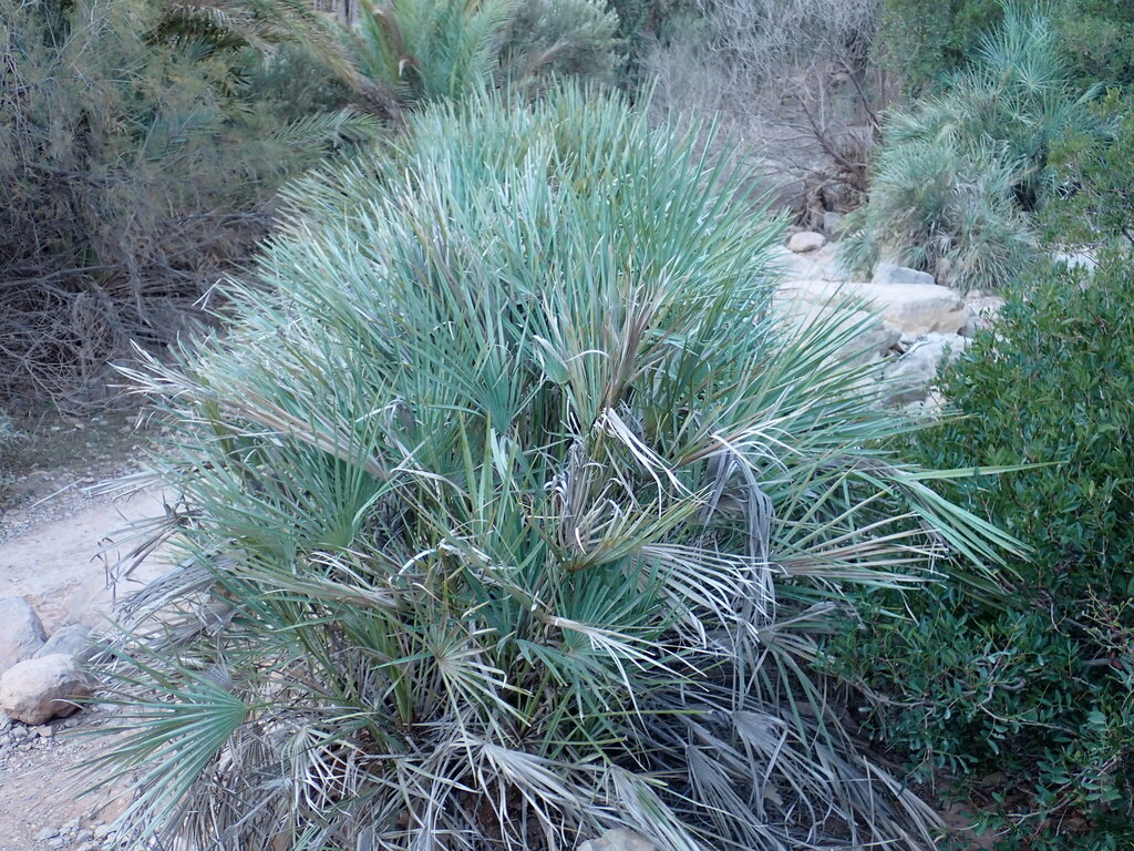 Chamaerops humilis, Tagherat, Morocco: Paradise Valley