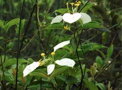Mussaenda pubescens