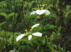 Mussaenda pubescens