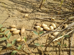 Astragalus altaicola