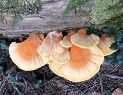 Laetiporus huroniensis