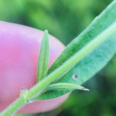 Epilobium strictum
