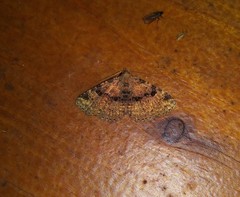 Metalectra quadrisignata