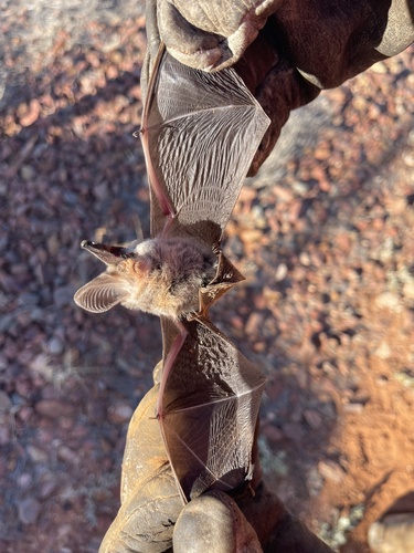 Lesser Long-eared Bat