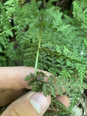 Cystopteris tenuis