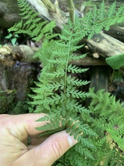 Cystopteris tenuis