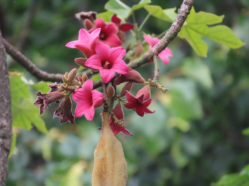Brachychiton discolor F.Muell.