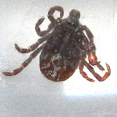 Dermacentor occidentalis