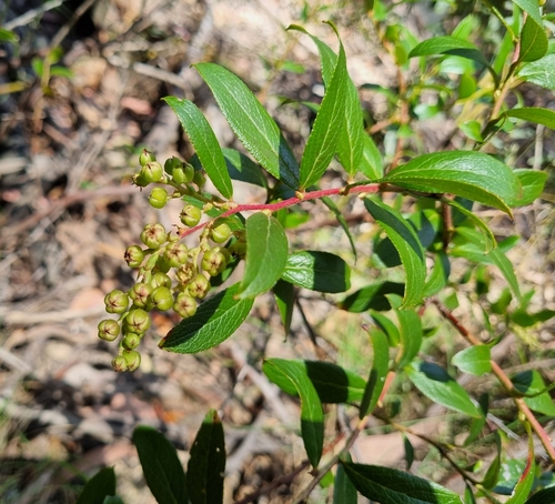 Image of Gaultheria appressa by (c) Jane Canaway, some rights reserved (CC BY)