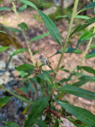 Image of Ozothamnus stirlingii by (c) Jane Canaway, some rights reserved (CC BY)