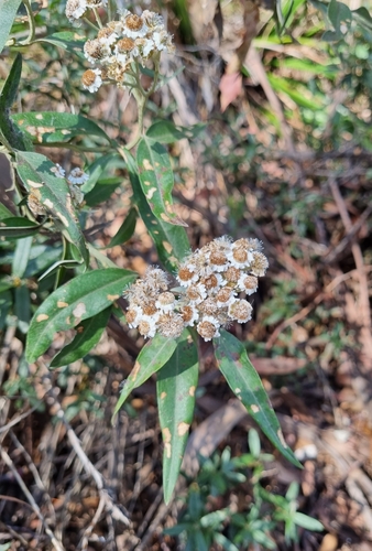 Image of Ovens Everlasting (Ozothamnus stirlingii) by (c) Jane Canaway, some rights reserved (CC BY)