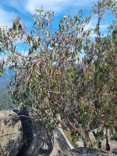 Image of Eucalyptus delegatensis by (c) Jane Canaway, some rights reserved (CC BY)