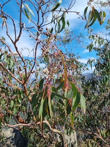 Eucalyptus delegatensis, photograph 6