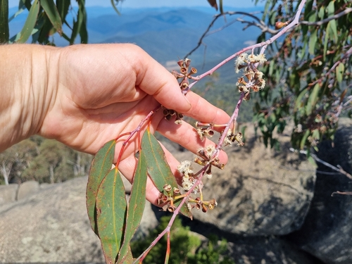 Image of Eucalyptus delegatensis by (c) Jane Canaway, some rights reserved (CC BY)
