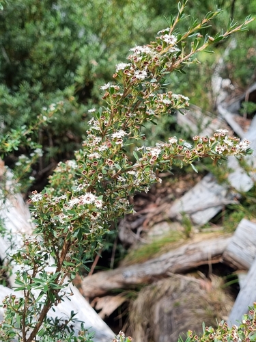 mountain burgan (Kunzea peduncularis)