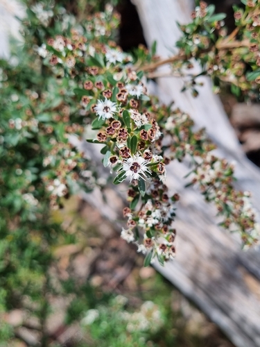 Image of Kunzea peduncularis by (c) Jane Canaway, some rights reserved (CC BY)