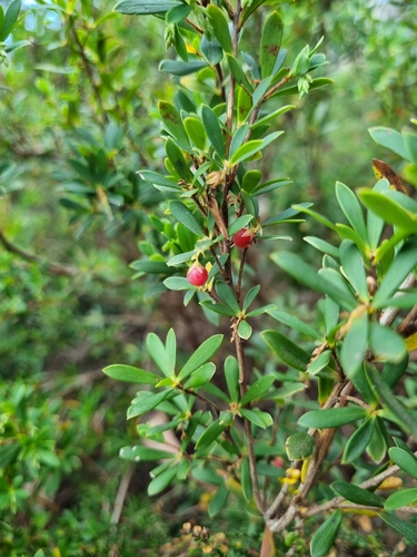 Image of Leucopogon gelidus by (c) Jane Canaway, some rights reserved (CC BY)