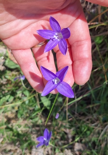 Wahlenbergia gloriosa, photograph 4