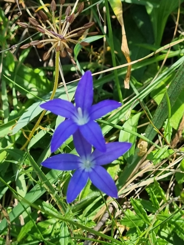 Wahlenbergia gloriosa, photograph 5