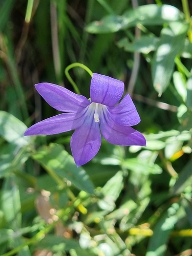 Image of Wahlenbergia gloriosa by (c) Jane Canaway, some rights reserved (CC BY)