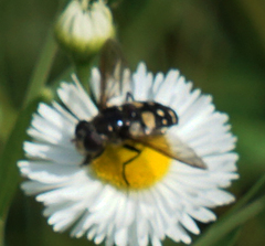Sericomyia lata