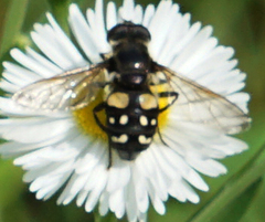 Sericomyia lata