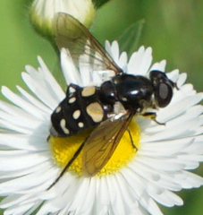 Sericomyia lata