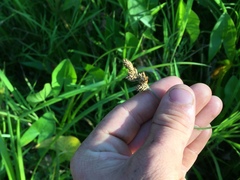 Carex alata