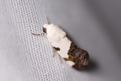 Acontiini