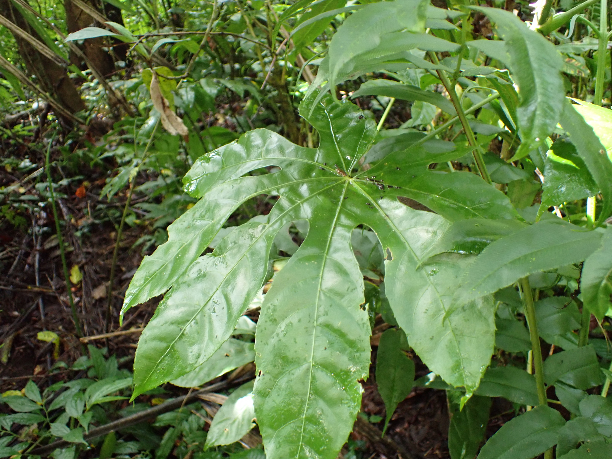 Snowflake Aralia (Trevesia sundaica)